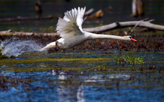White swan flying over water - orange beak free wallpaper