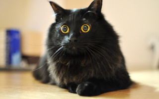 Black cat yellow eyes curious 3 - a black cat free wallpaper for desktop