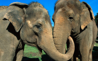 Elephants grass dirt trees blue - a field of grass and dirt free wallpaper
