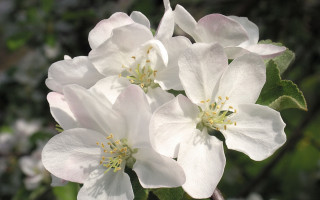 White lily closeup blurry bokeh - the petal free wallpaper for desktop