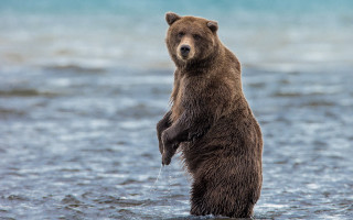 Brown bear standing water looking - a brown bear free wallpaper