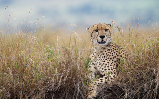 Cheetah field tallgrass weeds nature - the middle of a field free wallpaper