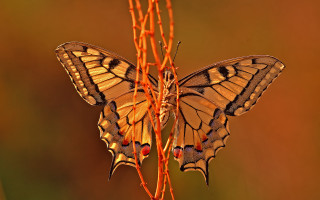 Butterfly flower macro nature brenner - a blurry background of grass free wallpaper