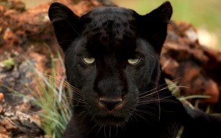Black panther green eye animal - a black face free wallpaper