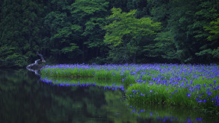 Pond trees blueflowers fallenwood nature - fallen free wallpaper