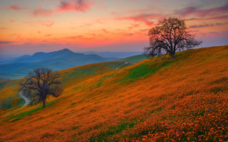 Tree hill sunset road flowers - a hill free wallpaper for desktop
