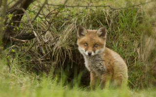 Small fox grassy tree bushes - a small fox free wallpaper