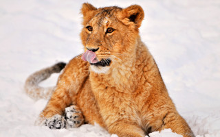 Lion sitting snow tongue out - a lion free wallpaper
