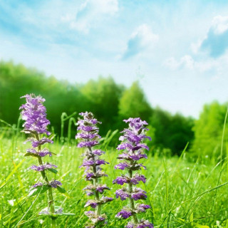 Purple flowers green field trees - free spring wallpaper for tablet