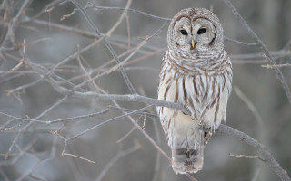 Barred owl perched forest no 3 - owl free wallpaper for desktop