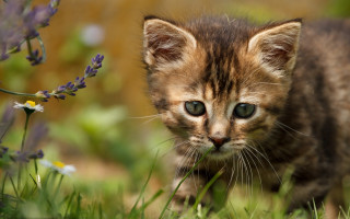 Kitten field grass flowers purple - a small kitten free wallpaper