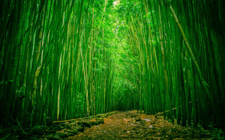 Bamboo forest path nature girls - a bamboo forest free wallpaper