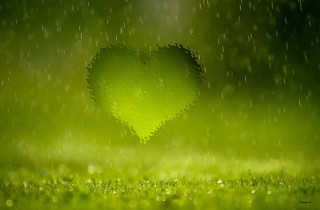 Heart shaped green grass rain - drop of water free wallpaper for desktop