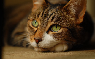 Cat green eyes sad laying 2 - green eye free wallpaper
