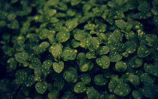 Green leaves water droplets nature 3 - green leaf free wallpaper for desktop