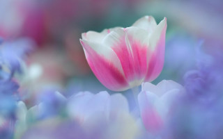 Pink tulip blue purple flower - tulip free wallpaper