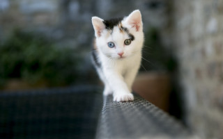 Curious white kitten on ledge - a house free wallpaper