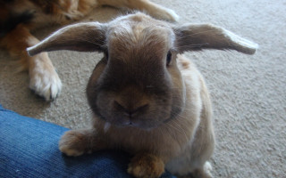 Rabbit dog leg closeup photocopy - closeup free wallpaper