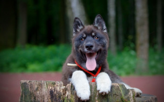 Dog stump shiba inu rayonism - a tree stump free wallpaper