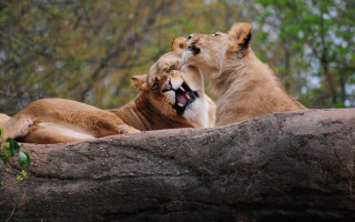 Lions yawning rock blurry nature - free love wallpaper