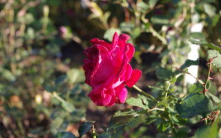Pink rose garden bokeh blurry - a pink rose free wallpaper