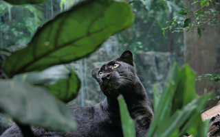 Black cat jungle anne nasmyth - jungle free wallpaper