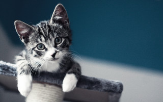 Kitten sitting scratching post sad - a kitten free wallpaper