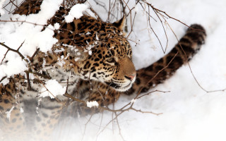 Leopard walking snow woods carlos - in the wood free wallpaper for desktop