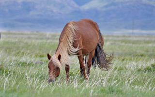 Horse grazing mountains forest sunset - a horse free wallpaper for desktop