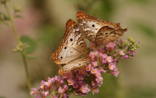 Butterflies flower field pink background - female free wallpaper