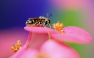 Bee pink flower macro ecological - pink petal free wallpaper