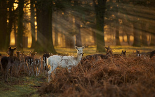 Deer herd grass field trees - top of a grass free wallpaper