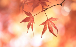 Branch leaves autumn sunset macro - the sunlight free wallpaper