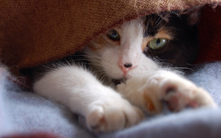 Cozy cat hiding under blanket - the pillow free wallpaper