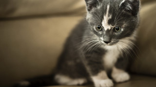 Sad black kitten sitting couch - a small kitten free wallpaper