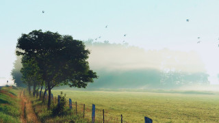 Field fence tree birds fog - overhead in the distance free wallpaper