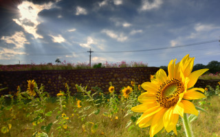 Sunflower field sky hill mountain - a sunbeam free wallpaper