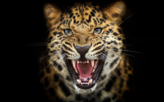 Leopard closeup open mouth teeth - alexander johnston free wallpaper