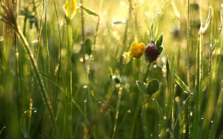 Yellow red flower dew grass - dew free wallpaper