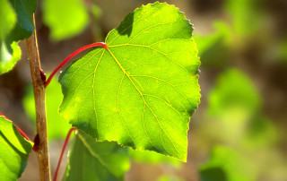 Green leaf branch bokeh macro - the background and a blurry background free wallpaper