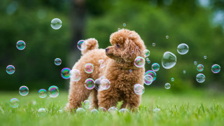 Brown poodle bubbles field trees - chang daichien free wallpaper for desktop