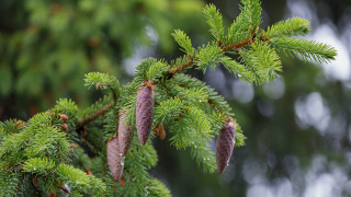 Pine cone branch blurry leaves - boetius adamsz bolswert free wallpaper for desktop