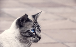 Cat blue eyes on brick - a brick walkway free wallpaper