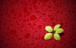 Yellow flower water drops red - a yellow flower free wallpaper