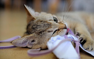 Cat ribbon back on table - amano free wallpaper