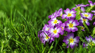 Purple flower field nature macro - green leaf and grass free wallpaper for desktop
