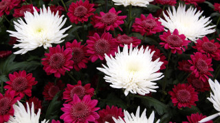 Flower puzzle ashbaugh camellia daisy - synchromism free wallpaper for desktop