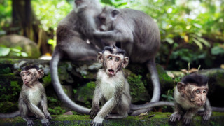 Monkeys forest nature photorealistic animals - a lush green forest free wallpaper