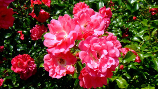 Pink flowers grass bushes trees - the flower free wallpaper