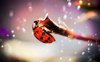 Ladybug flower stem rain water - drop of water free wallpaper